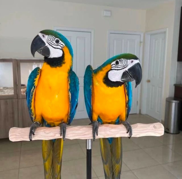 POLLY & ZAZU