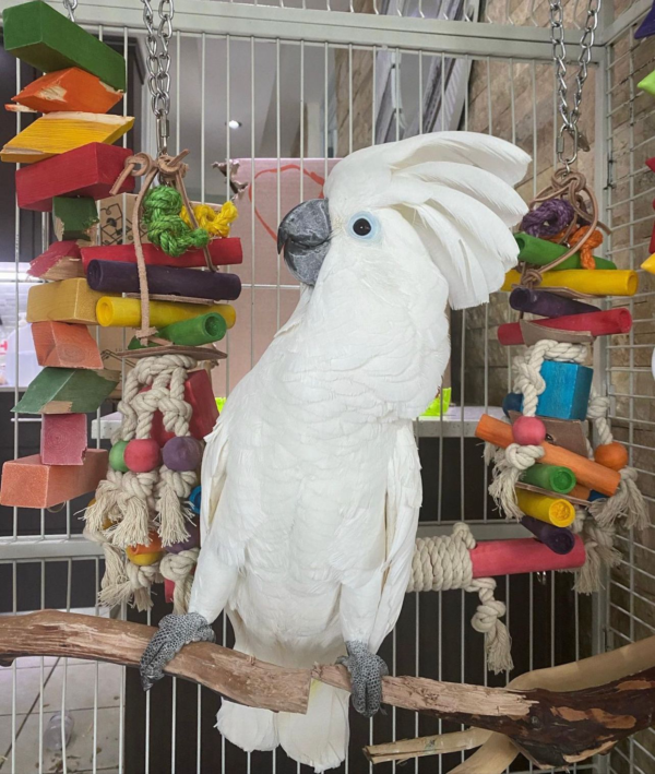 APOLLO