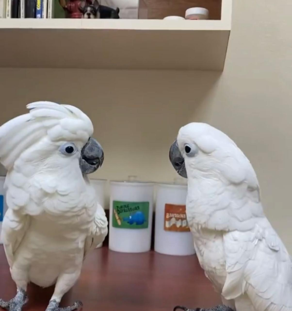 MOJO & MOLY